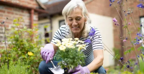 Mature woman casually dressed in a striped, white shirt and wearing garden gloves plants flowers in a ceramic pot